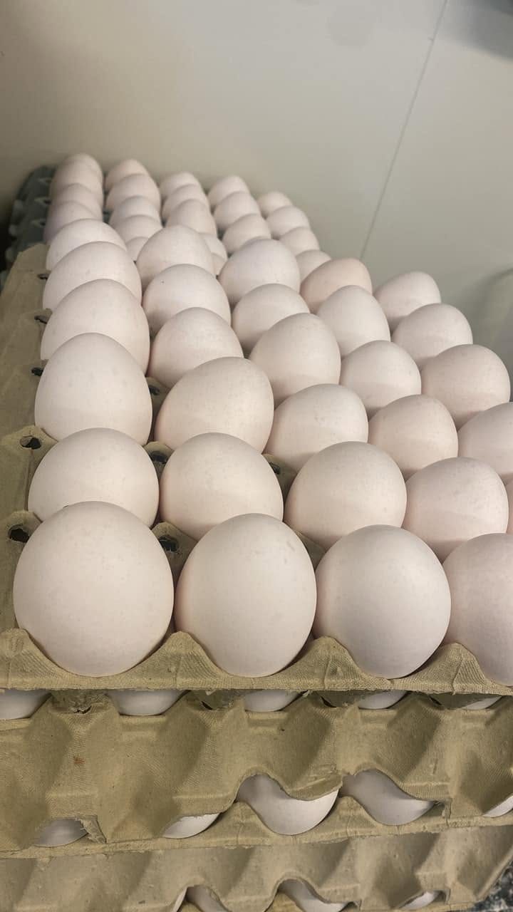 Ferske egg fra frittgående høner