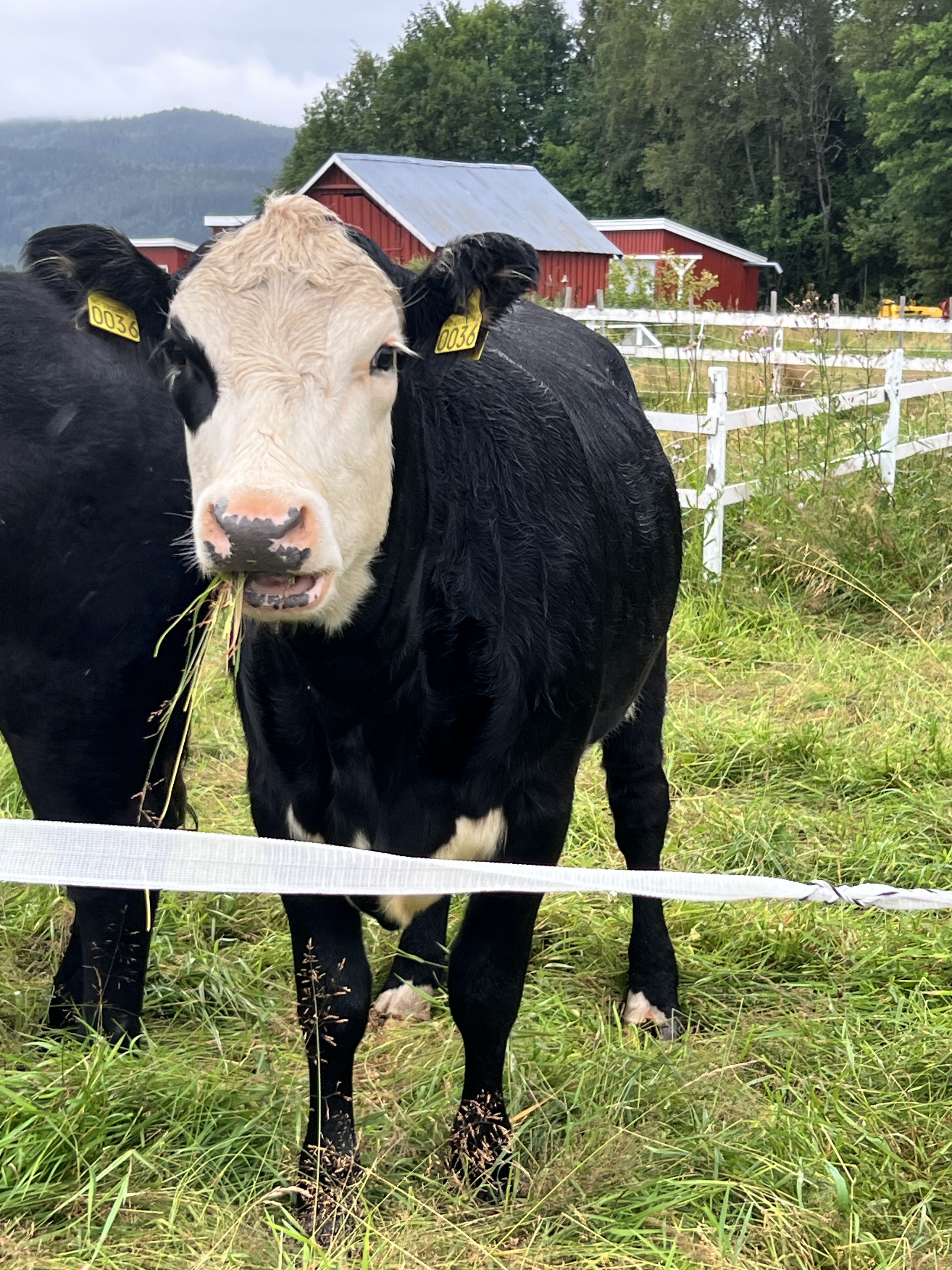 Grasfôra storfe på beite ved Ner-Osen Gård